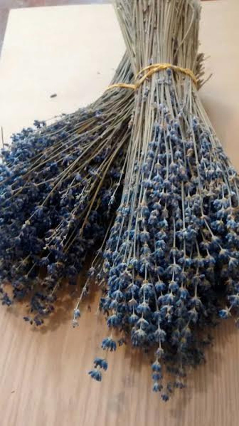 Dried English Lavender 6 Bunches Dried Lavender/lavender Etsy