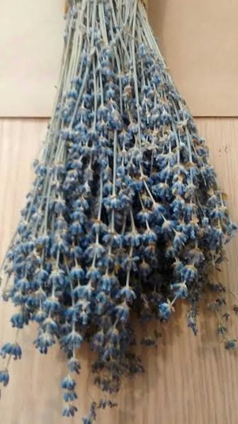 Dried English Lavender 6 Bunches Dried Lavender/lavender Etsy