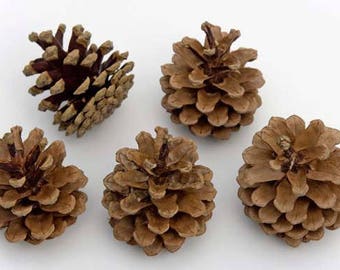 Austrian Pine Cones 2"-3" (100 Included)  - Great For crafts, fall decorations and weddings