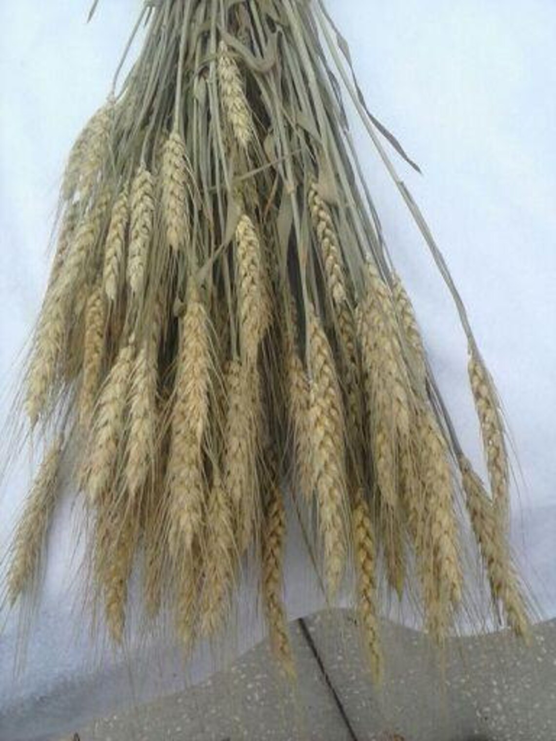 Dried Wheat Bunches Dried Wheat Bundles/wheat for Etsy