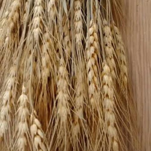 Dried Wheat Bunches Dried Wheat Bundles/wheat for Etsy