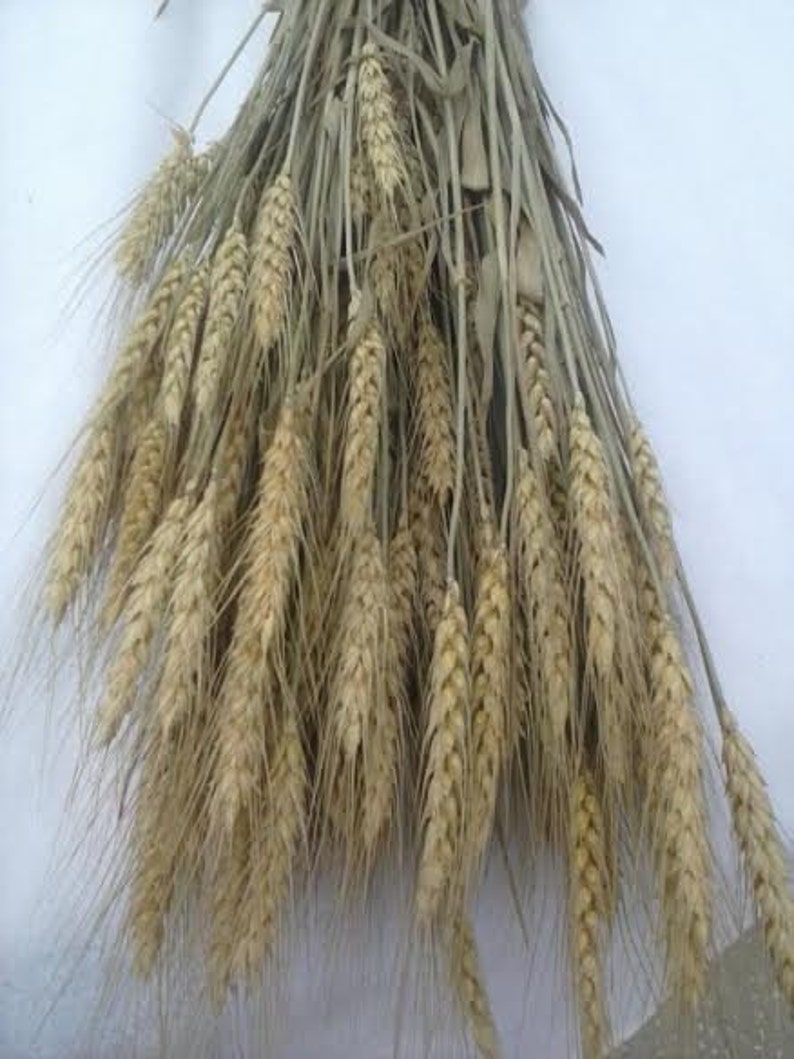 BULK CASE 24 Dried Wheat Bunches Dried Wheat Bundles/wheat Etsy