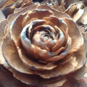 Cedar Rose Pine Cone Heads 1"-2" (you choose quantity) - All natural