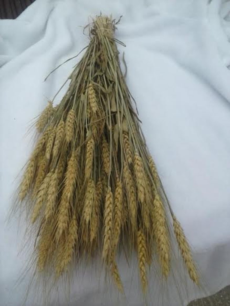 Dried Wheat Bunches Dried Wheat Bundles/wheat for Etsy