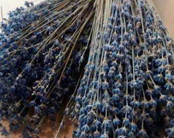 Dried English  Lavender (20 BUNCHES) - 12"-14"  LONG - A Highly Fragrant Herb