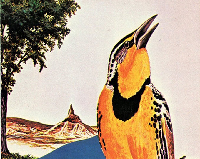 Nebraska State Bird Western Meadowlark equality Before the Law Vintage Postcard unused Etsy