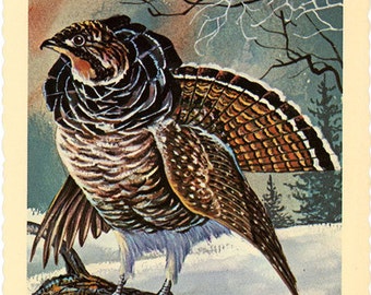 Pennsylvania State Bird - Ruffed Grouse Vintage Postcard Signed Artist Ken Haag (unused)