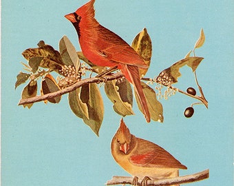 Kentucky State Bird - Cardinal Redbird Vintage Postcard Artist Audubon (unused)