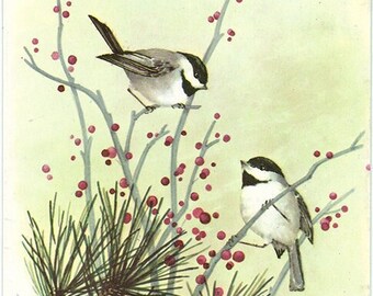 Chickadees Vintage Postcard Massachusetts State Bird Signed Artist Winslow