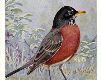 American Robin Vintage Bird Postcard signed Allan Brooks (unused)