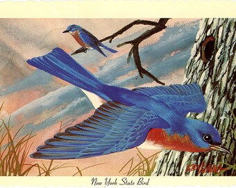 New York State Bird - Bluebird Vintage Postcard Signed Artist Ken Haag (unused)