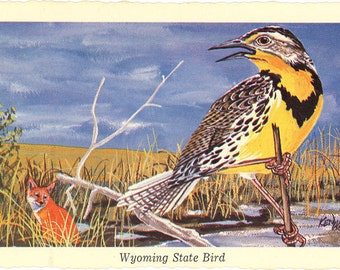 Wyoming State Bird - Western Meadowlark Vintage Postcard Signed Artist Ken Haag (unused)