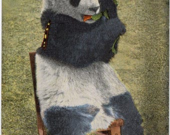 Giant Panda St. Louis Zoo Forest Park Missouri Vintage Postcard (unused)