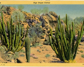 Pipe Organ Cactus on the Desert Botanical Vintage Postcard