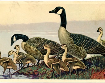 Canada Goose Family Vintage Bird Postcard National Wildlife Federation Series (unused)