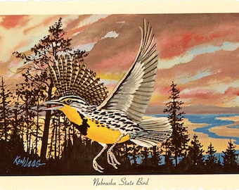 Nebraska State Bird - Western Meadowlark Vintage Postcard Signed Artist Ken Haag (unused)