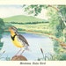 see more listings in the BIRD Postcards section
