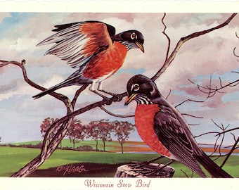 Wisconsin State Bird - Robin Vintage Postcard Signed Artist Ken Haag (unused)