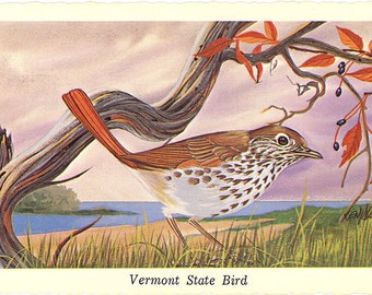 Vermont State Bird - Hermit Thrush Vintage Postcard Signed Artist Ken Haag (unused)