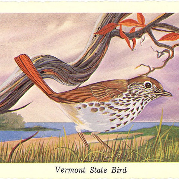 Vermont State Bird - Hermit Thrush Vintage Postcard Signed Artist Ken Haag (unused)