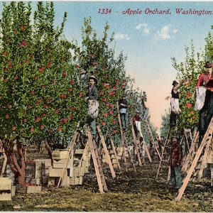 May include: Vintage postcard depicting an apple orchard in Washington. Workers on ladders harvest red apples from trees. Wooden crates are stacked on the ground. The sky is blue with a hint of clouds. Text at the top reads "1334 - Apple Orchard, Washington."