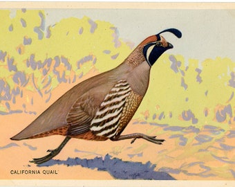 California Quail Vintage Bird Postcard National Wildlife Federation Series (unused)