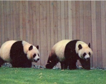 Giant Pandas National Zoological Park Washington D.C. Vintage Postcard (unused)