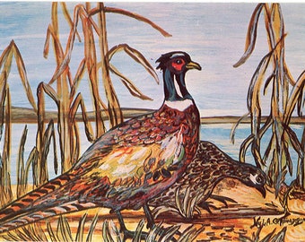 Ring-necked Pheasants by Lake Vintage Bird Postcard Signed Nyla Thompson