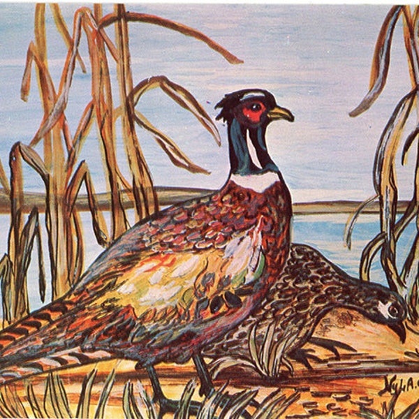 Ring-necked Pheasants by Lake Vintage Bird Postcard Signed Nyla Thompson