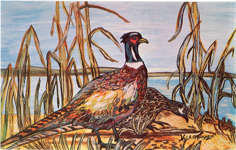 Ring-necked Pheasants by Lake Vintage Bird Postcard Signed Nyla Thompson image 1