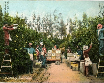 California Lemon Orchard Workers Picking Fruit Vintage Botanical Postcard 1909