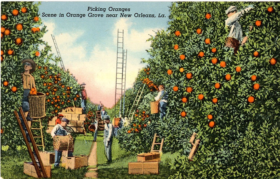 Picking Oranges New Orleans Louisiana Orchard Vintage Botanical