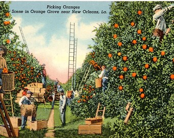 Picking Oranges New Orleans Louisiana Orchard Vintage Botanical Postcard (unused)
