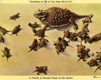 Horned Toad & Young Desert Lizard Species Vintage Postcard (unused)