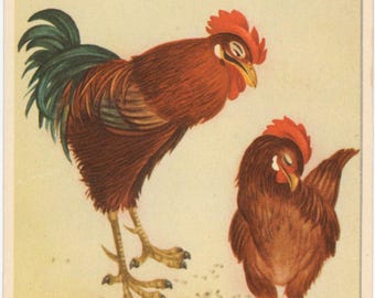 How About it? Chicken Rooster Hen Vintage Bird Postcard c1910 (unused)