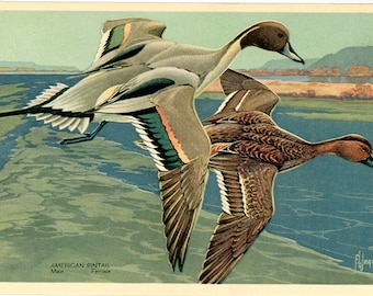 American Pintail Vintage Bird Postcard National Wildlife Federation Series (unused)