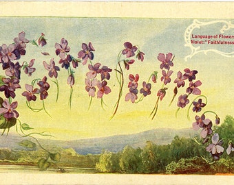 Language of Flowers Violet "Faithfulness" Vintage Botanical Postcard 1908