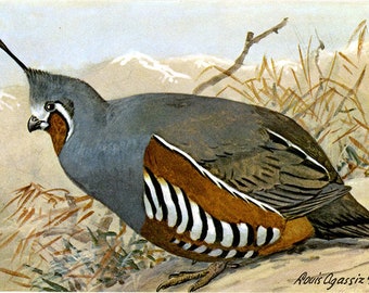 Mountain Quail Vintage Bird Postcard SIGNED Louis Agassiz Fuertes (unused)