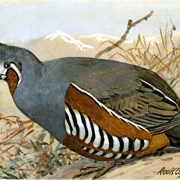 Mountain Quail Vintage Bird Postcard SIGNED Louis Agassiz Fuertes (unused)