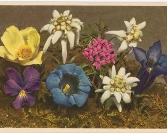 Alpine Flowers Anemone Daphne Violet Edelweiss Vintage Botanical Art Postcard (unused)
