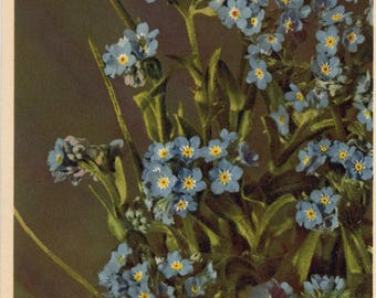 Alpine Forget Me Not Vintage Botanical Art Postcard THOR E GYGER (unused)