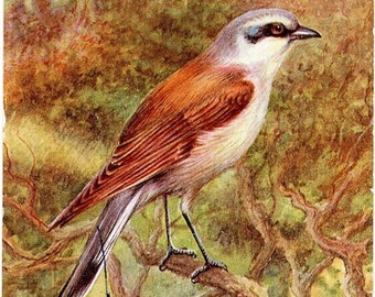 Red-Backed Shrike Vintage Bird Postcard J. Salmon 1948