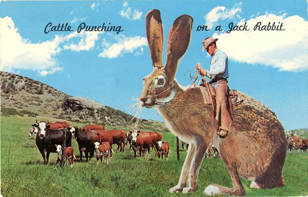 Cattle Punching Cowboy on Jack Rabbit Exaggeration Vintage Chrome