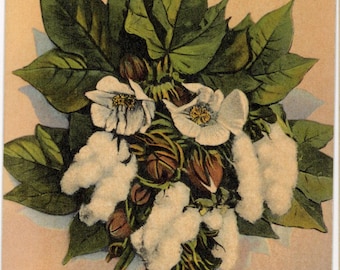 West Texas Cotton Blossoms in Bloom Vintage Botanical Postcard (unused)