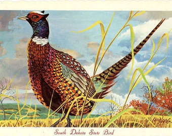 South Dakota State Bird - Chinese Ringneck Pheasant Vintage Postcard Signed Artist Ken Haag (unused)