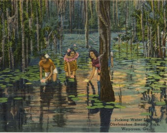 Picking Water Lilies Okefenokee Swamp Park Waycross Georgia Vintage Postcard (unused)