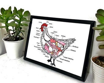 Huhn Anatomie Druck 5x7, handgedruckte Bauernhaus Huhn Kunst