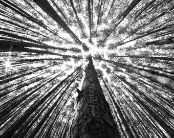 May include: Black and white photograph of a forest canopy, taken from a low angle looking upwards. Tall, straight tree trunks converge towards the center, with sunlight filtering through the branches. The image has a high contrast, emphasizing the textures of the bark and the sky.
