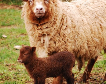 Raw Fleece Sample: 1/2 ounce