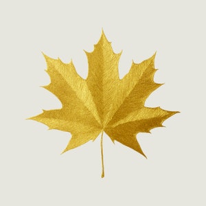 May include: A single golden maple leaf with a detailed, textured surface.